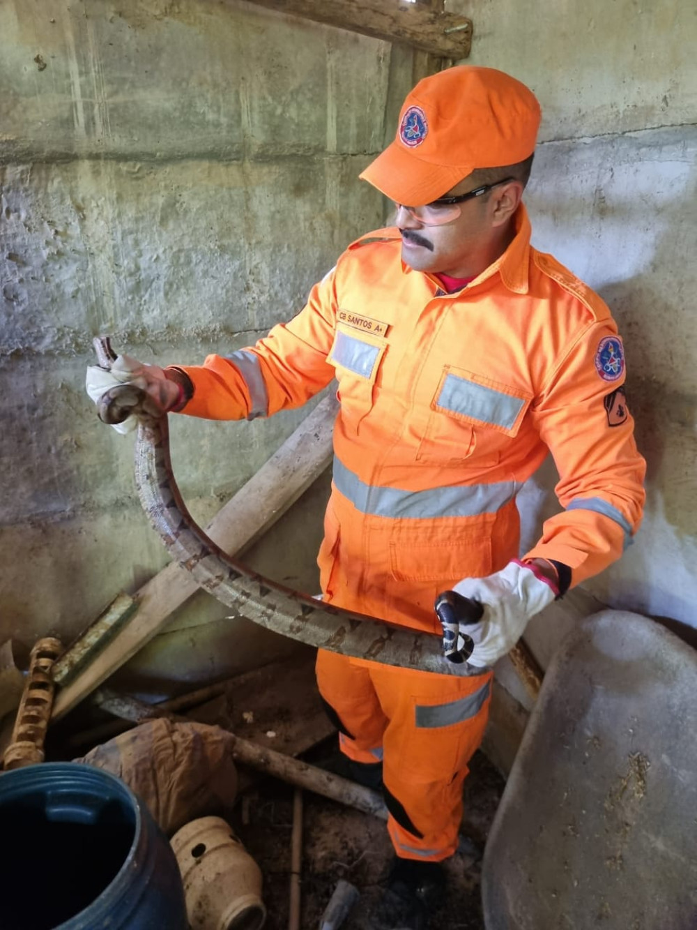 Jiboia é capturada em galinheiro em residência de Arcos