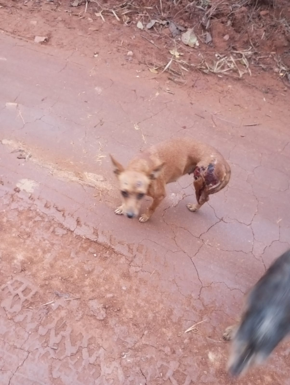 Corpo de Bombeiros salva cachorro ferido e reforça alerta contra maus-tratos