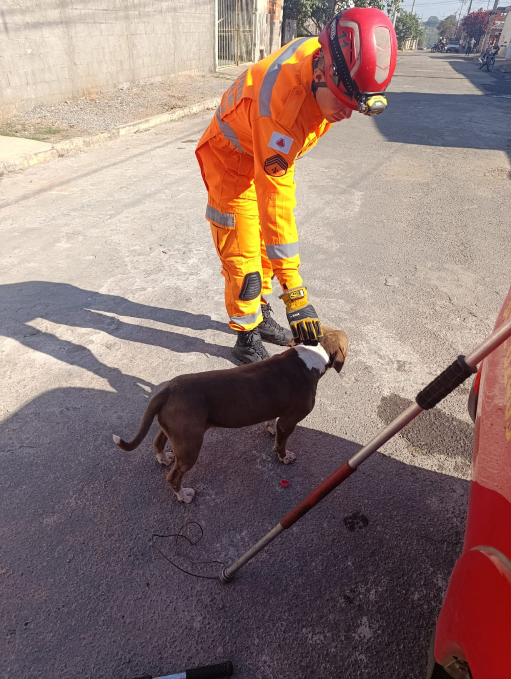 Pitbull invade residência e fere cão de moradora no bairro Nossa Senhora Aparecida
