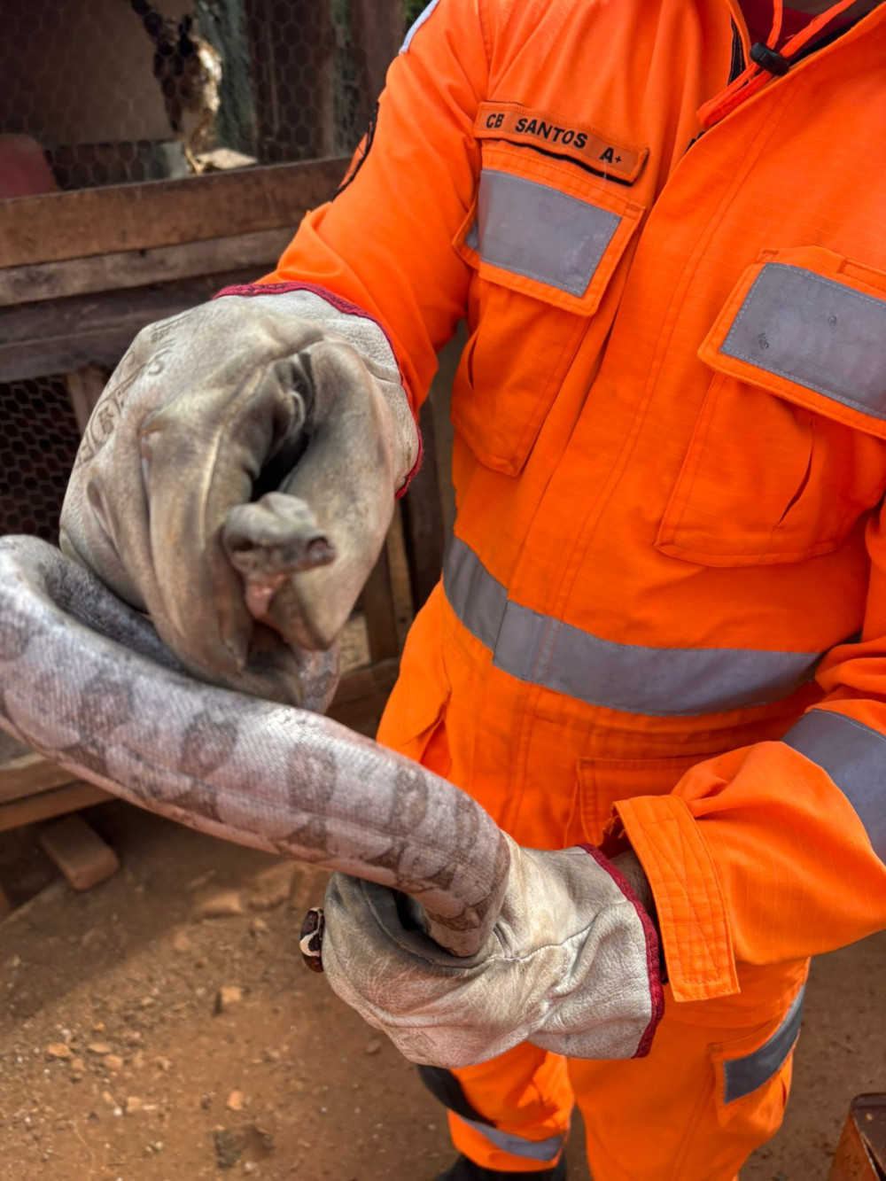 Serpente de quase um metro é retirada de área urbana por bombeiros