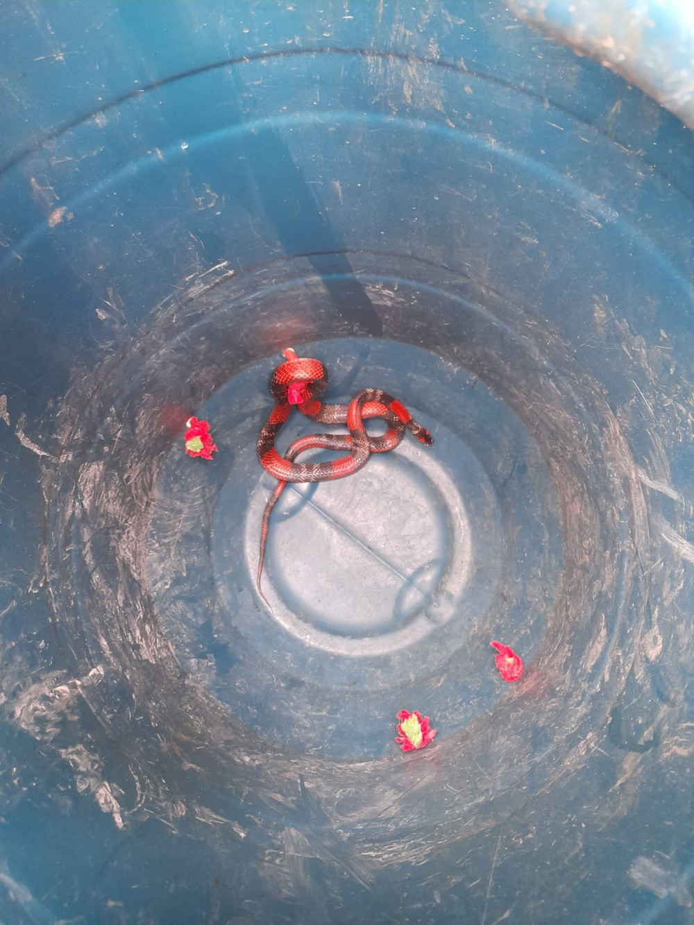 Animal silvestre é resgatado por bombeiros em área próxima à rodovia