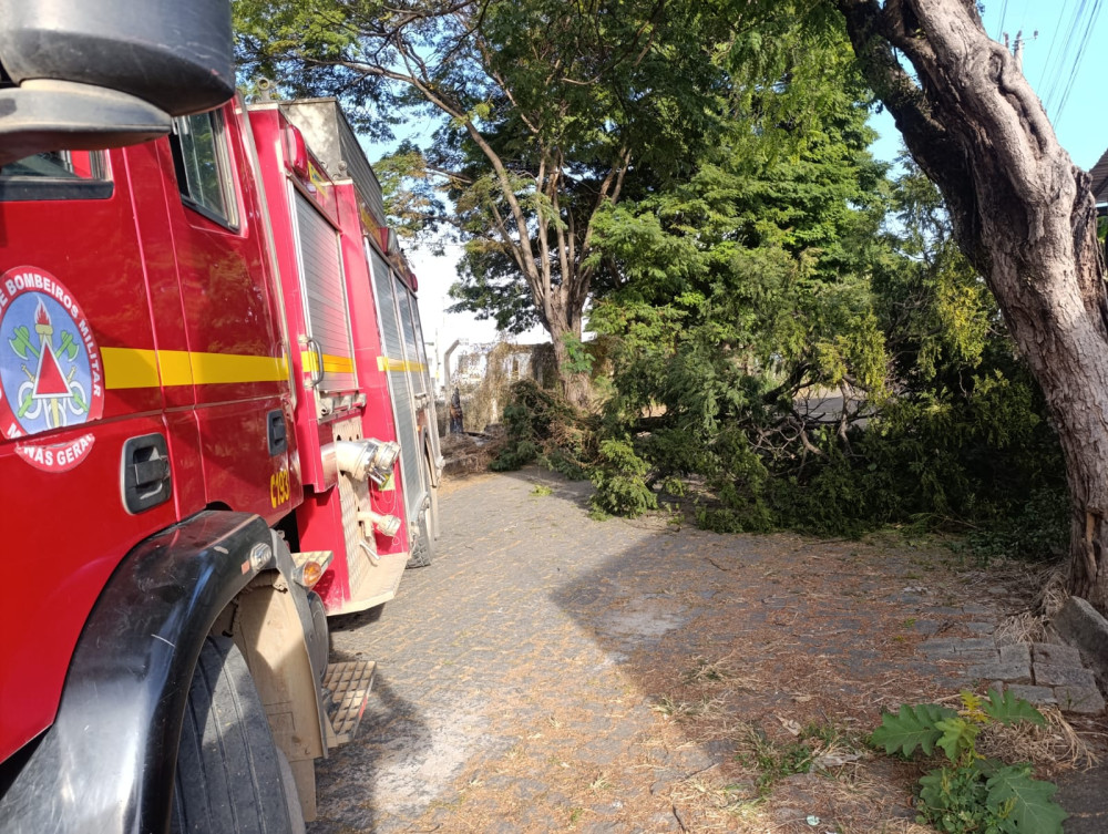 Queda de árvore bloqueia rua e mobiliza bombeiros no bairro Jardim Bela Vista