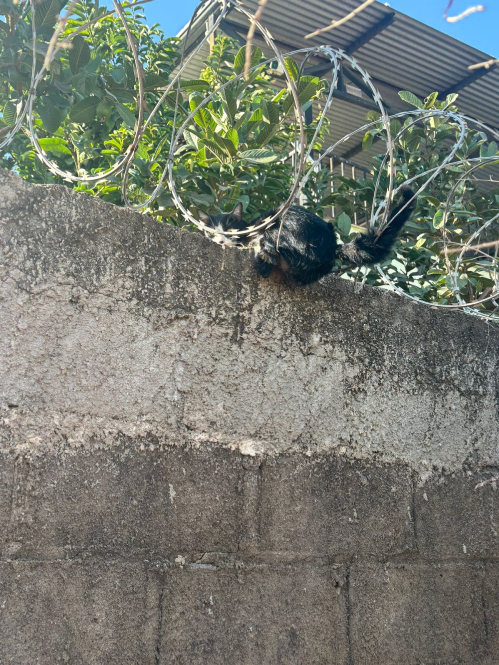 Gato é resgatado de cerca de concertina pelos bombeiros em Arcos