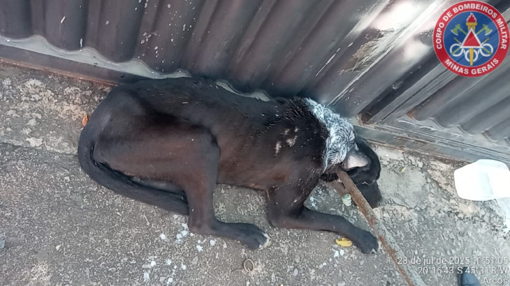 Corpo de Bombeiros realiza salvamento de cão em situação de risco em Arcos