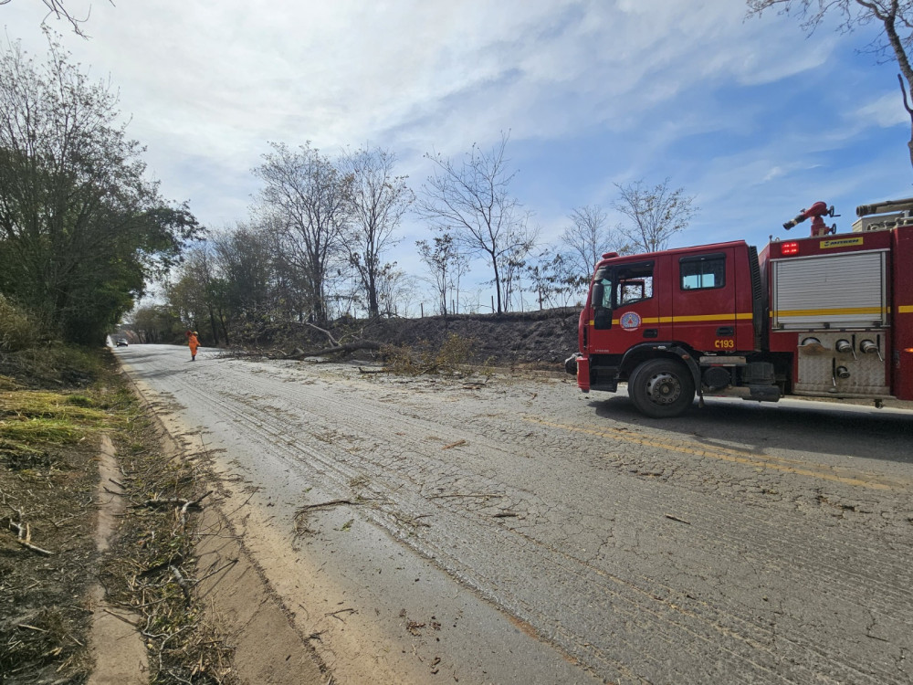 Árvore caída provoca bloqueio parcial na BR-354
