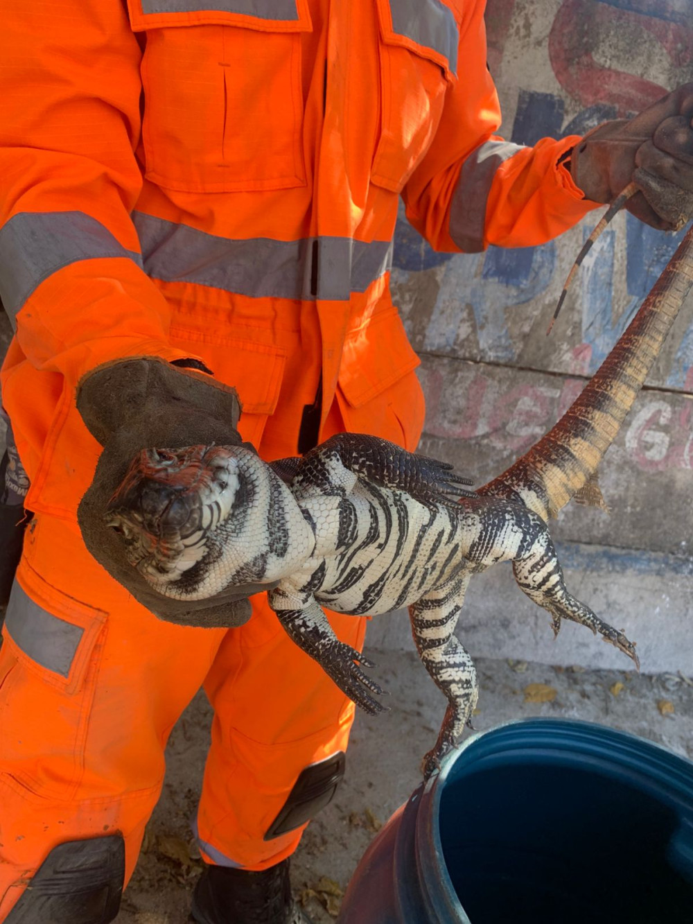 Animal silvestre encontrado em veículo é devolvido à natureza