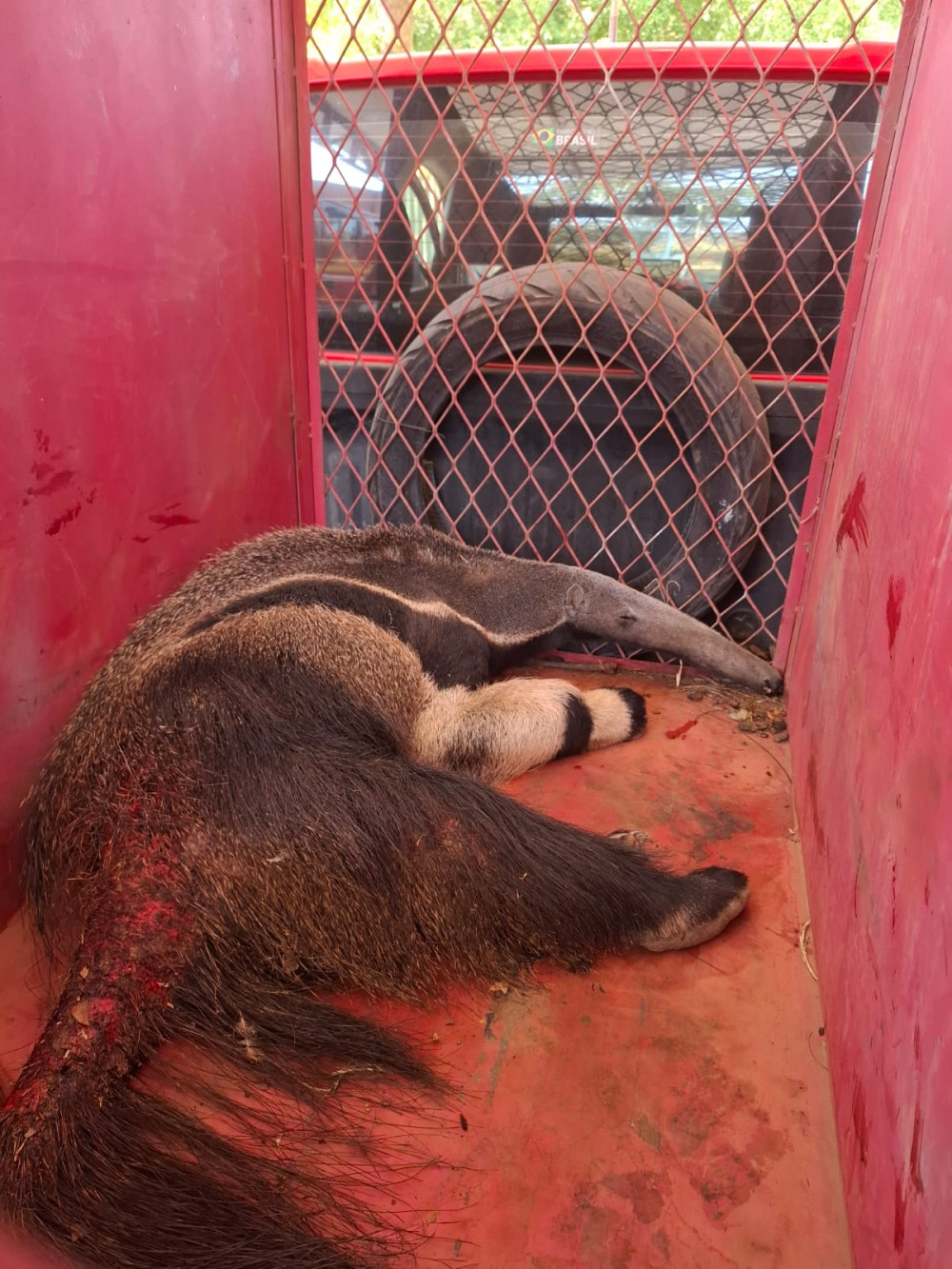 Tamanduá ferido é resgatado em fazenda de Arcos