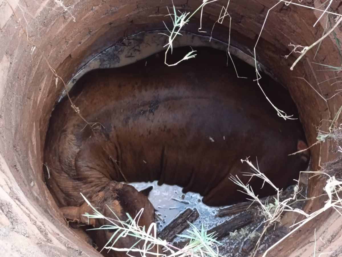 Animal é retirado com vida de reservatório profundo na Fazenda dos Cupins