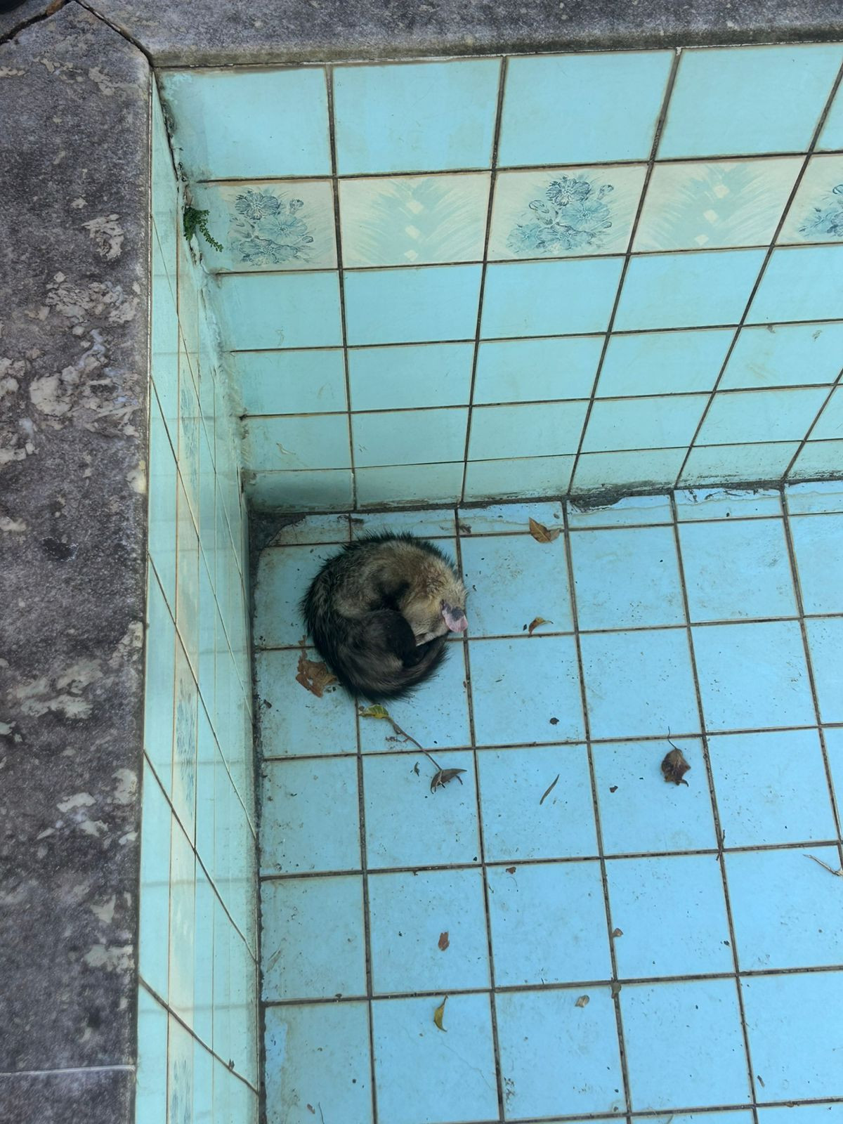 Presença de animais silvestres em área urbana acende alerta ambiental