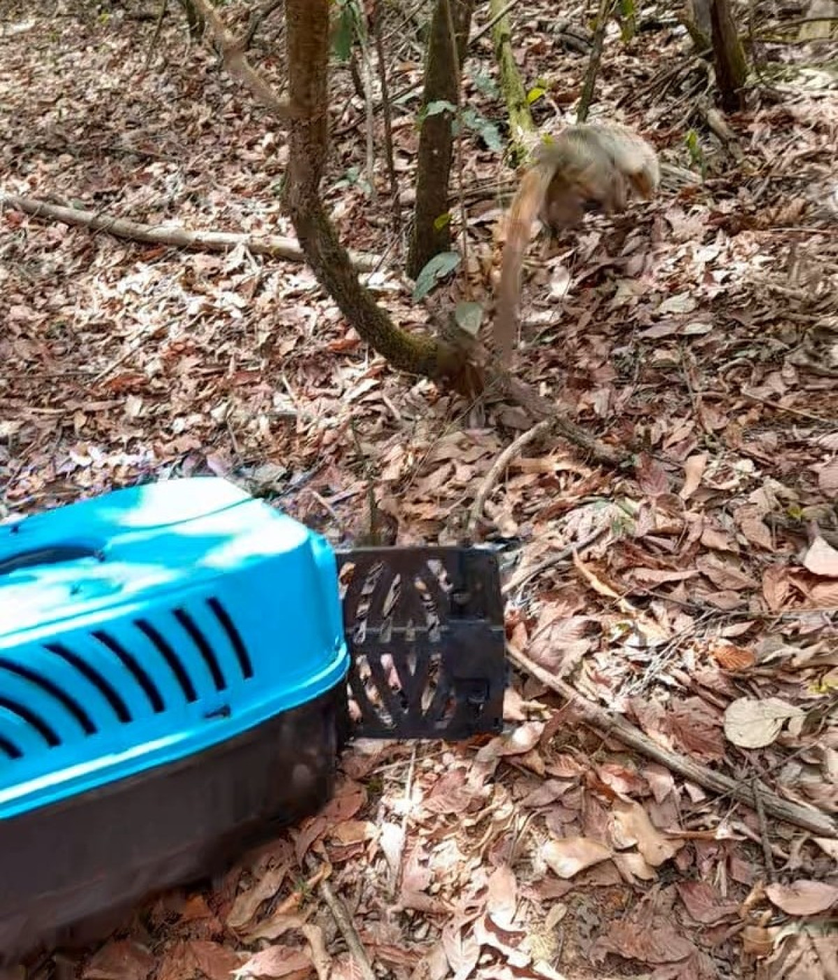 Macaco é resgatado em obra no bairro Márcia Faria