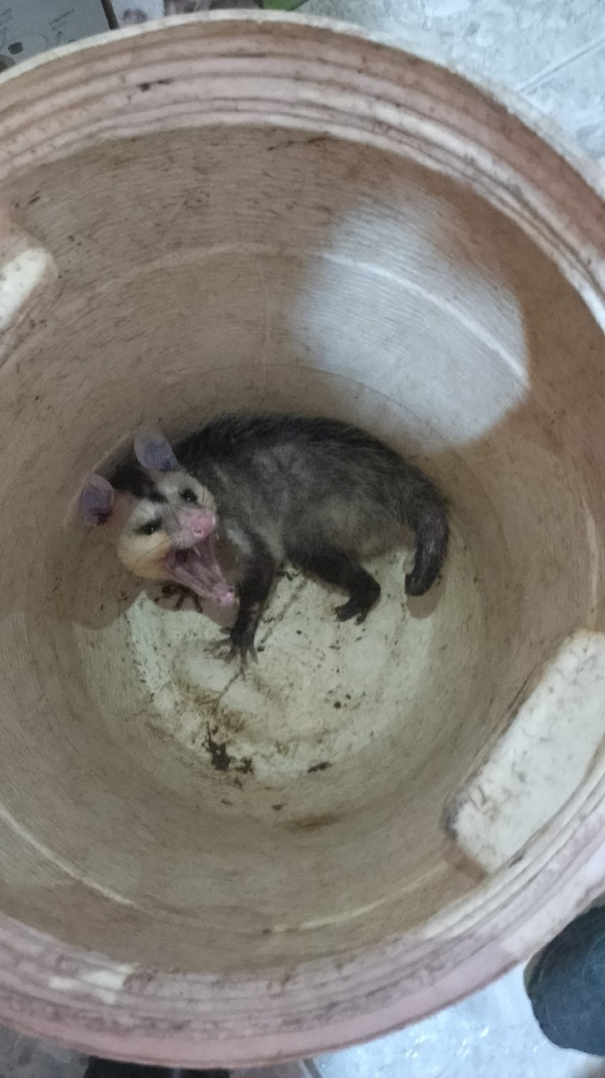 Animal silvestre é resgatado em residência