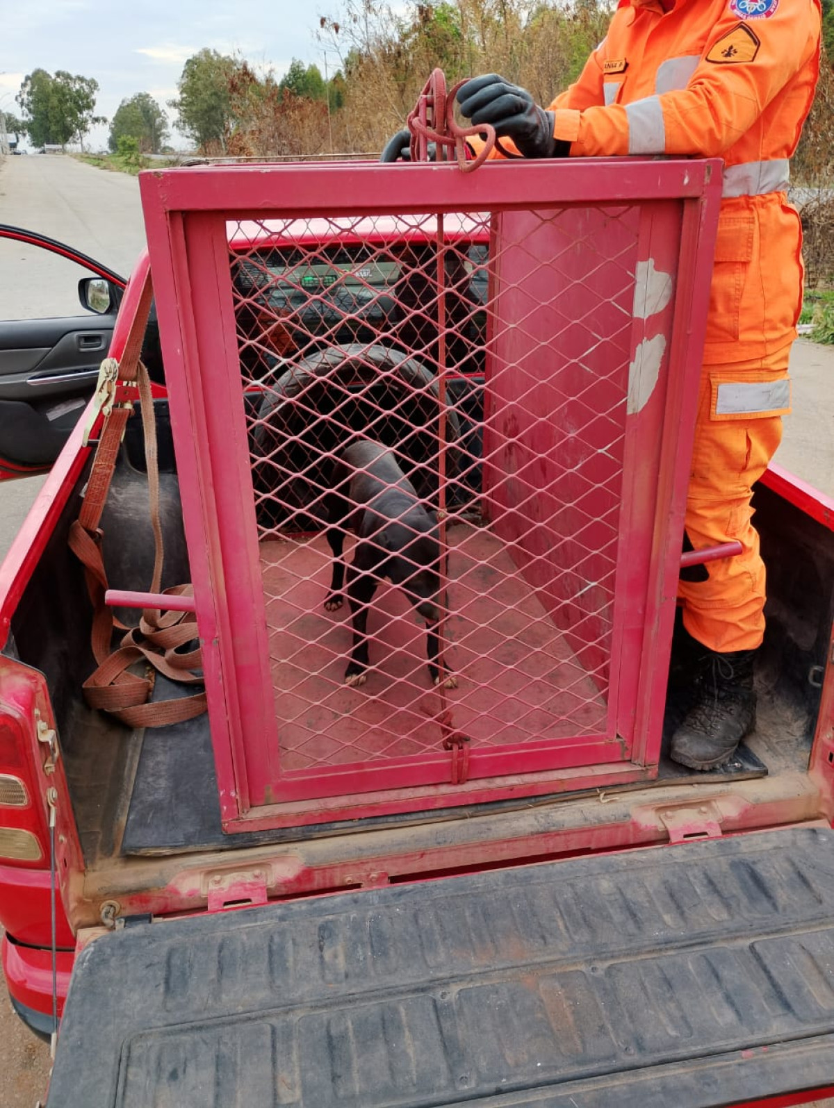Bombeiros resgatam cão ferido e o encaminham para clínica veterinária