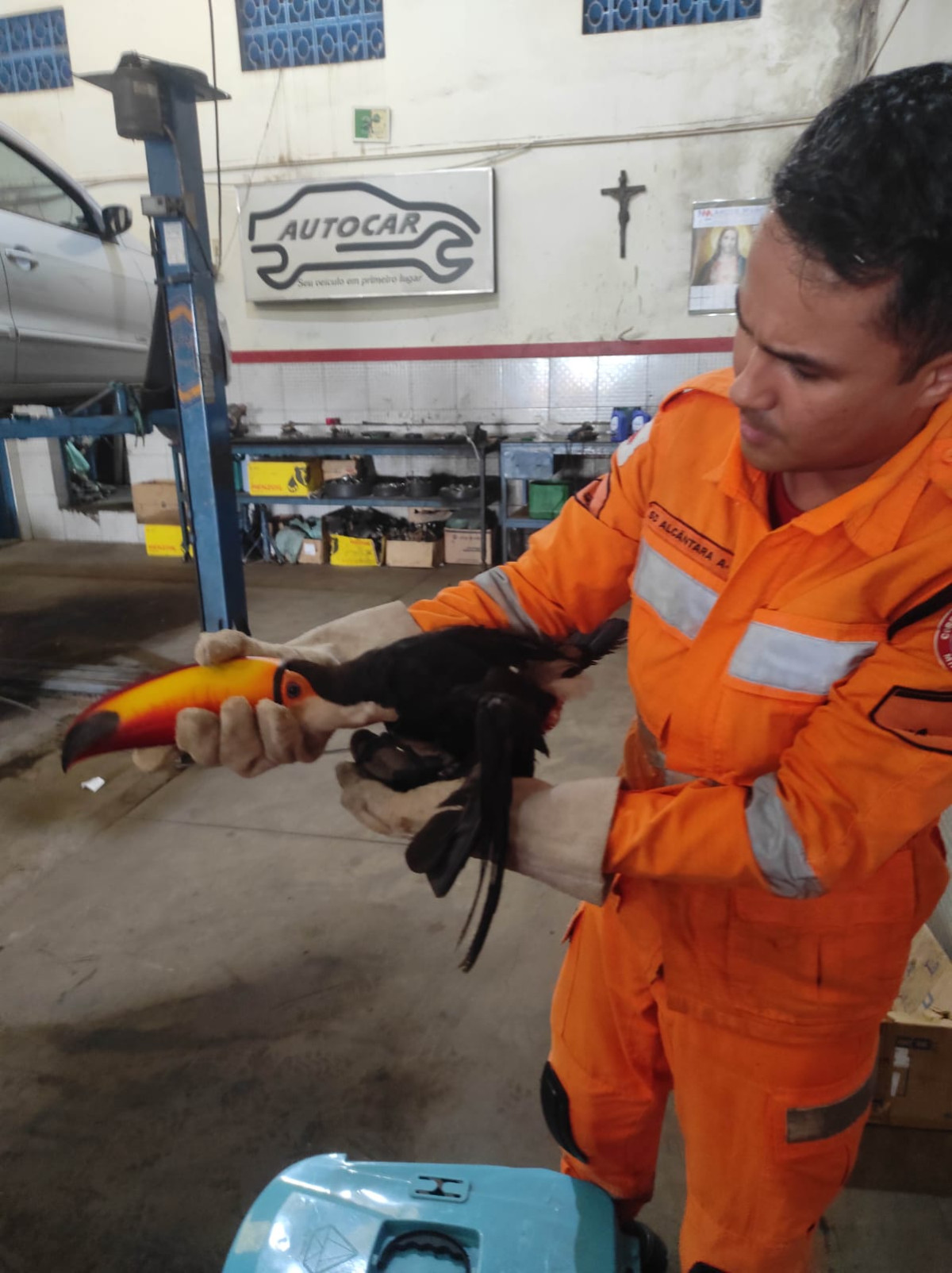 Resgate seguro evita agravamento de ferimento em ave silvestre