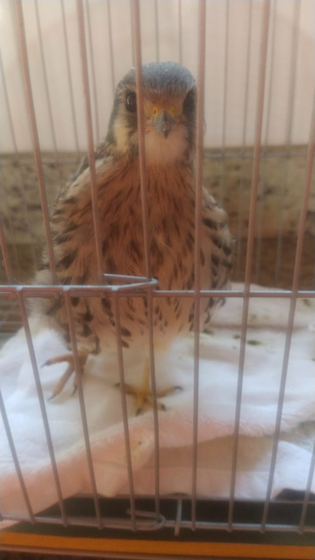 Ave presa em rede elétrica recebe atendimento após ação conjunta de resgate