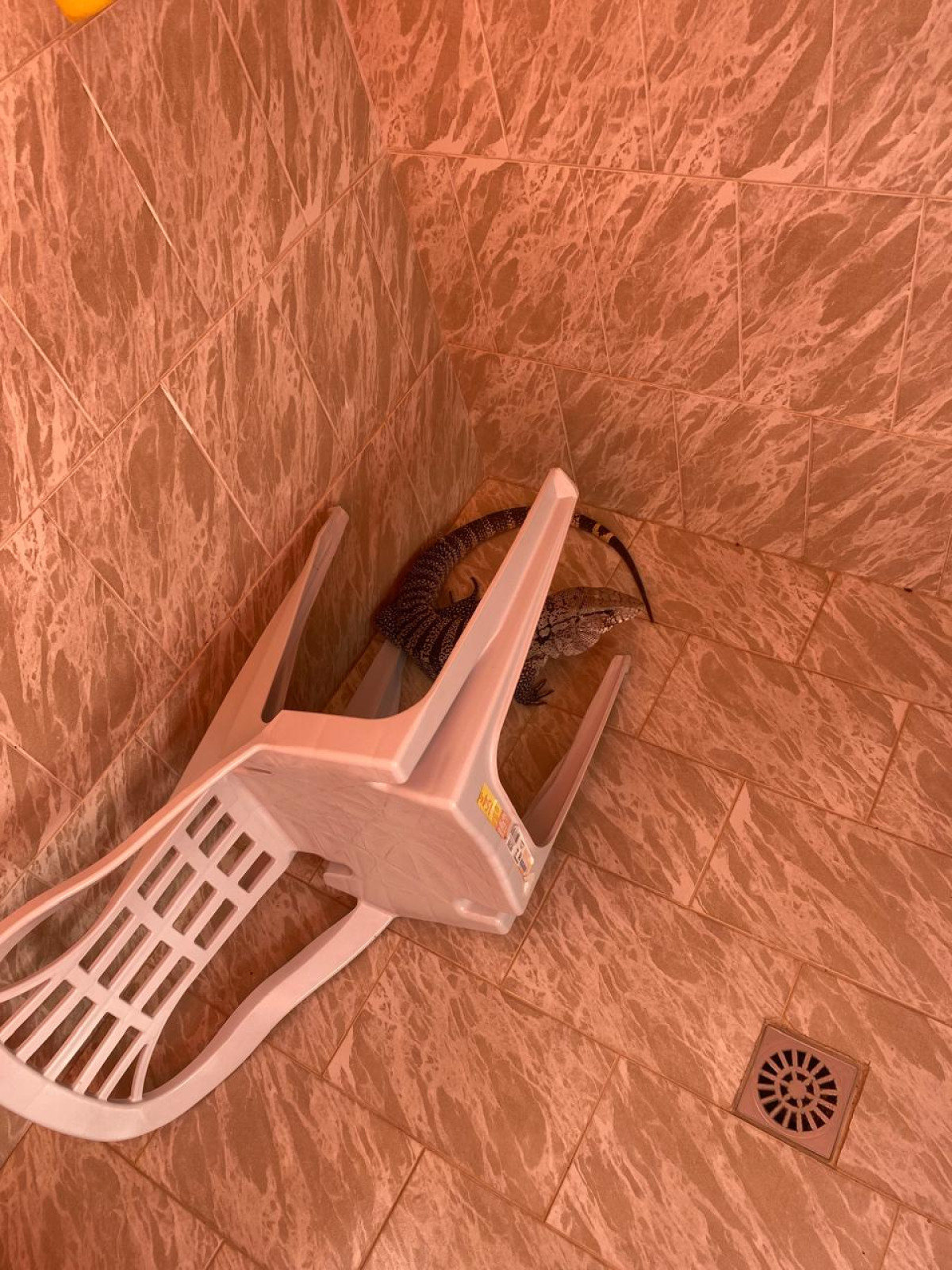 Ação cuidadosa garante salvamento de fauna fora do habitat