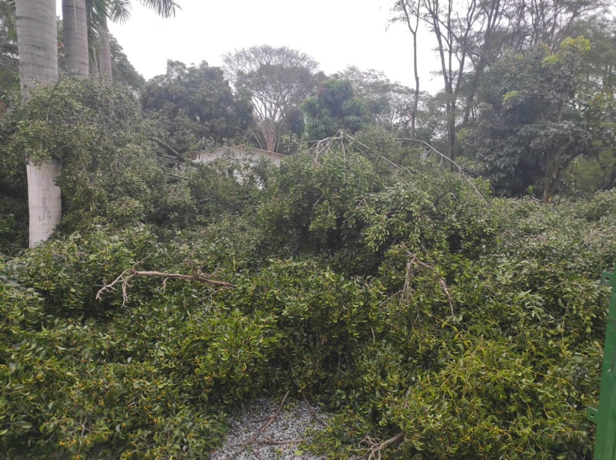 Tarde chuvosa provoca queda de árvores em Arcos