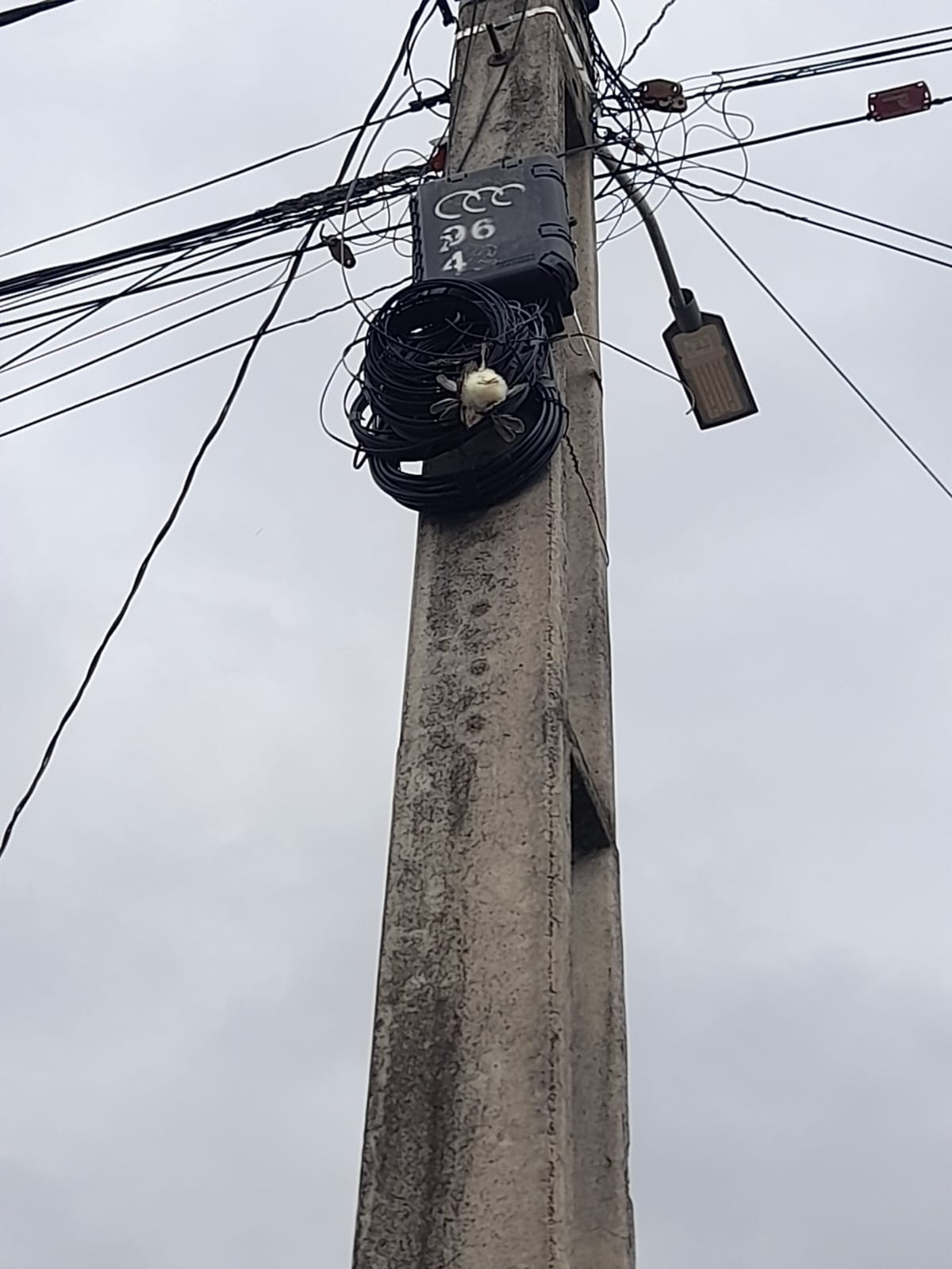 Bombeiros de Arcos realizam série de resgates de animais em risco