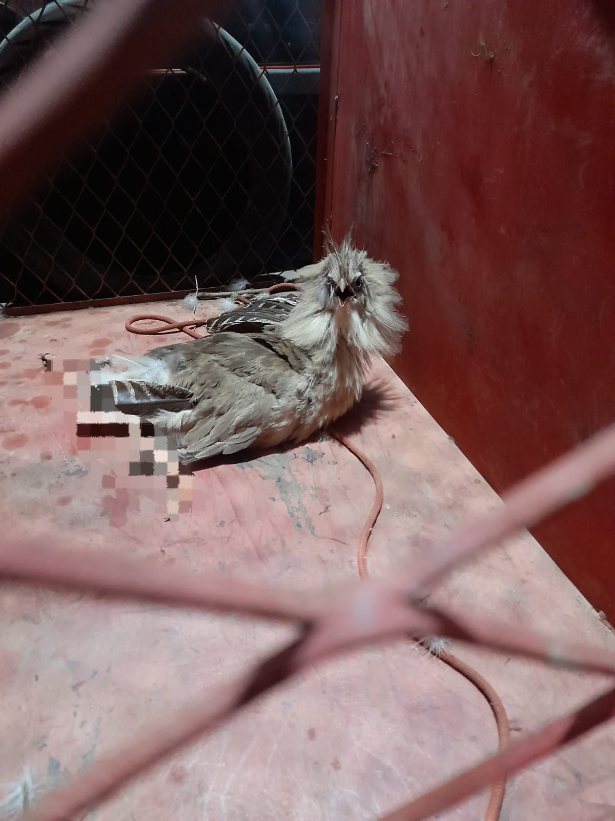 Bombeiros garantem resgate de ave silvestre em Arcos