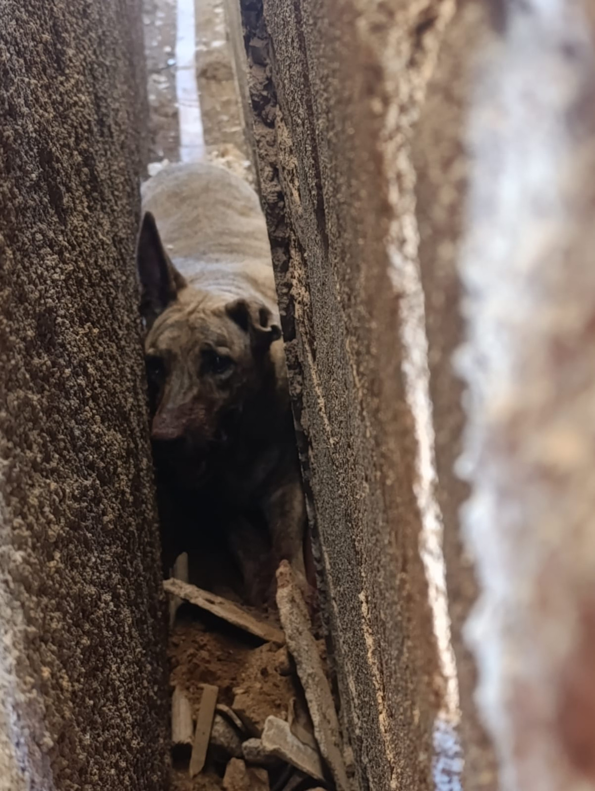 Animal preso em corredor é retirado com segurança no bairro Floresta