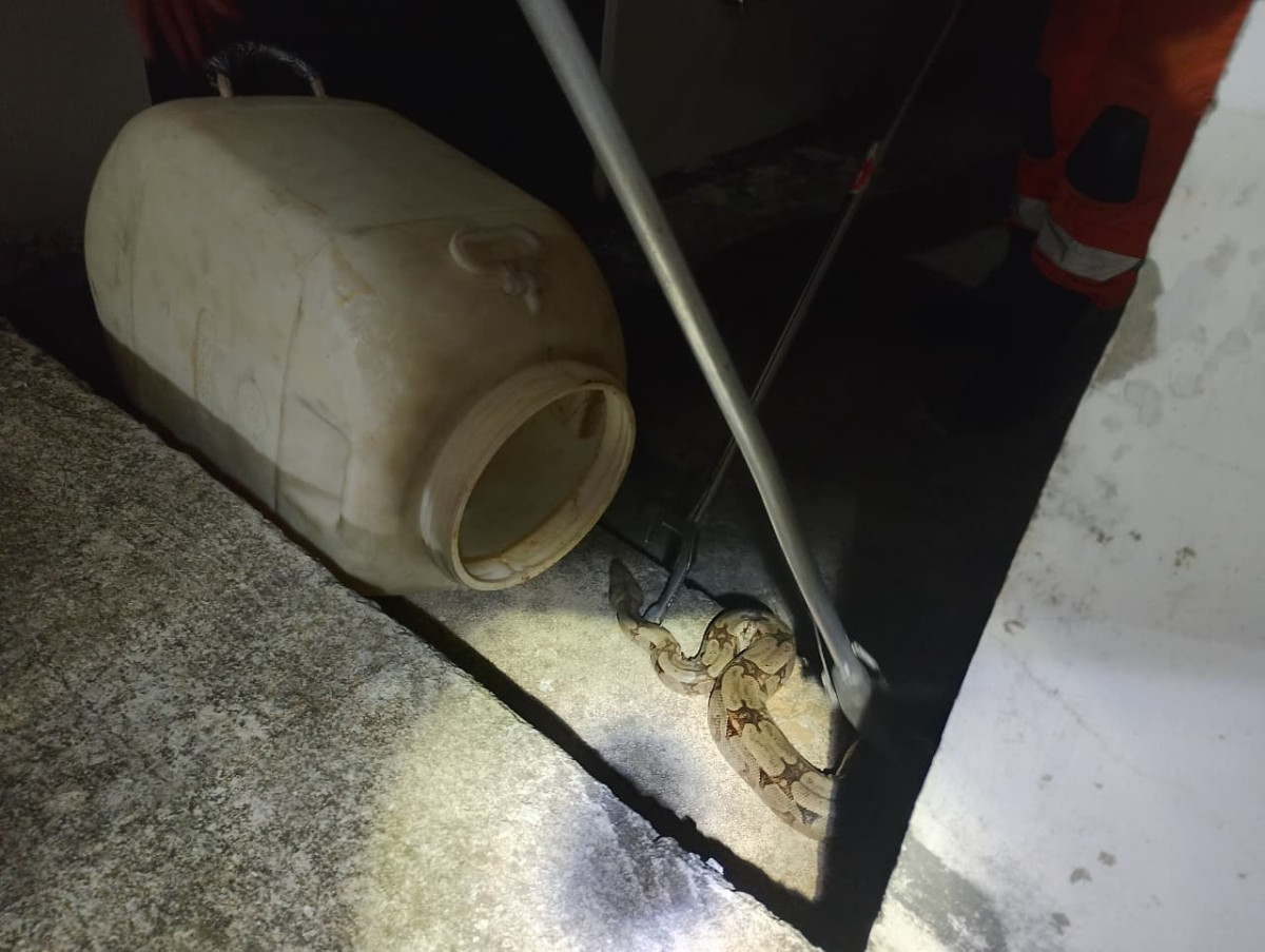 Serpente é resgatada com segurança no bairro Novo Eldorado