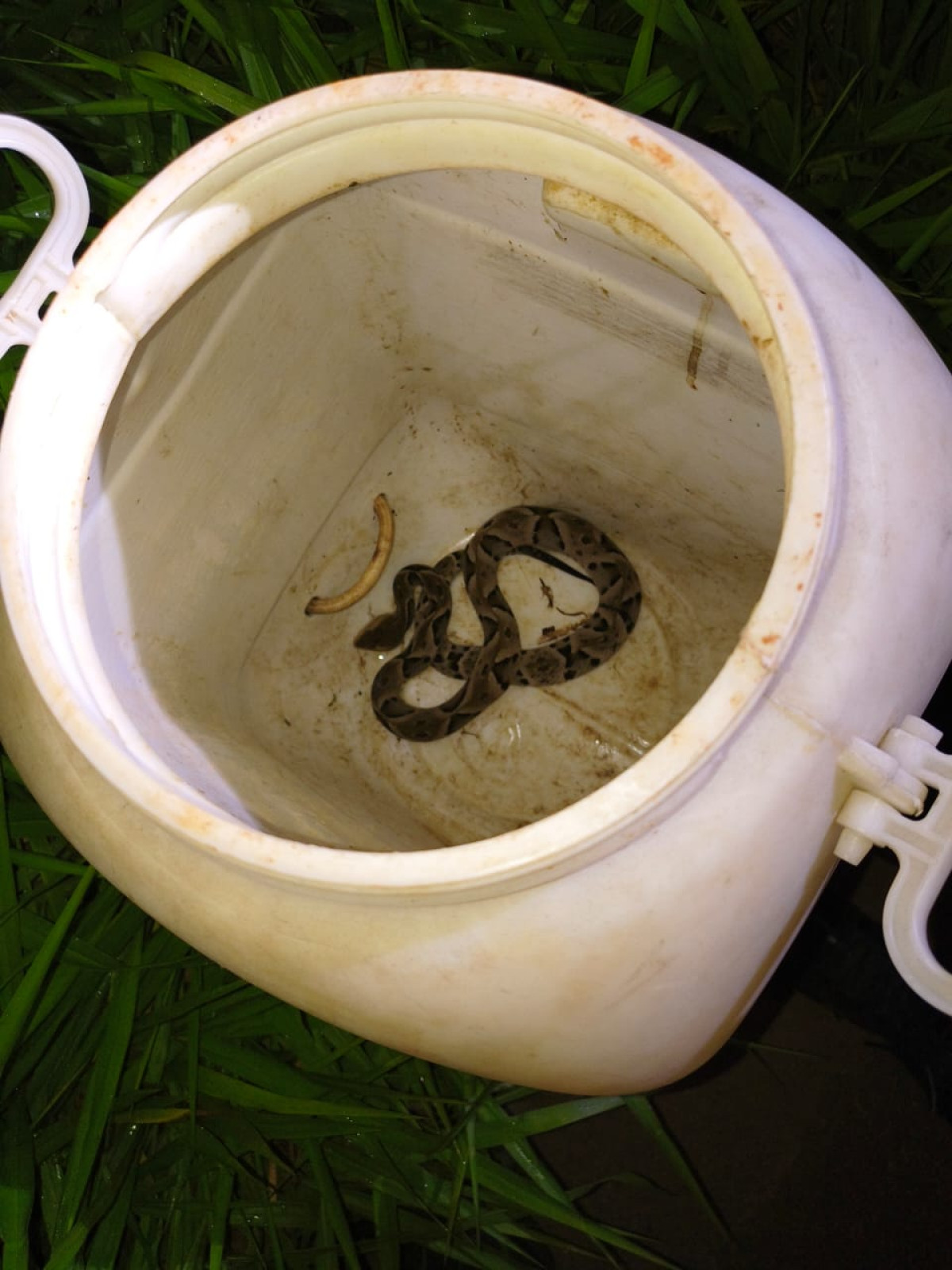 Serpente peçonhenta é retirada de galinheiro no Vale do Sol