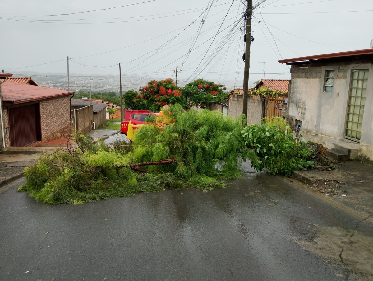 Queda de árvore interrompe via e mobiliza equipe do Corpo de Bombeiros
