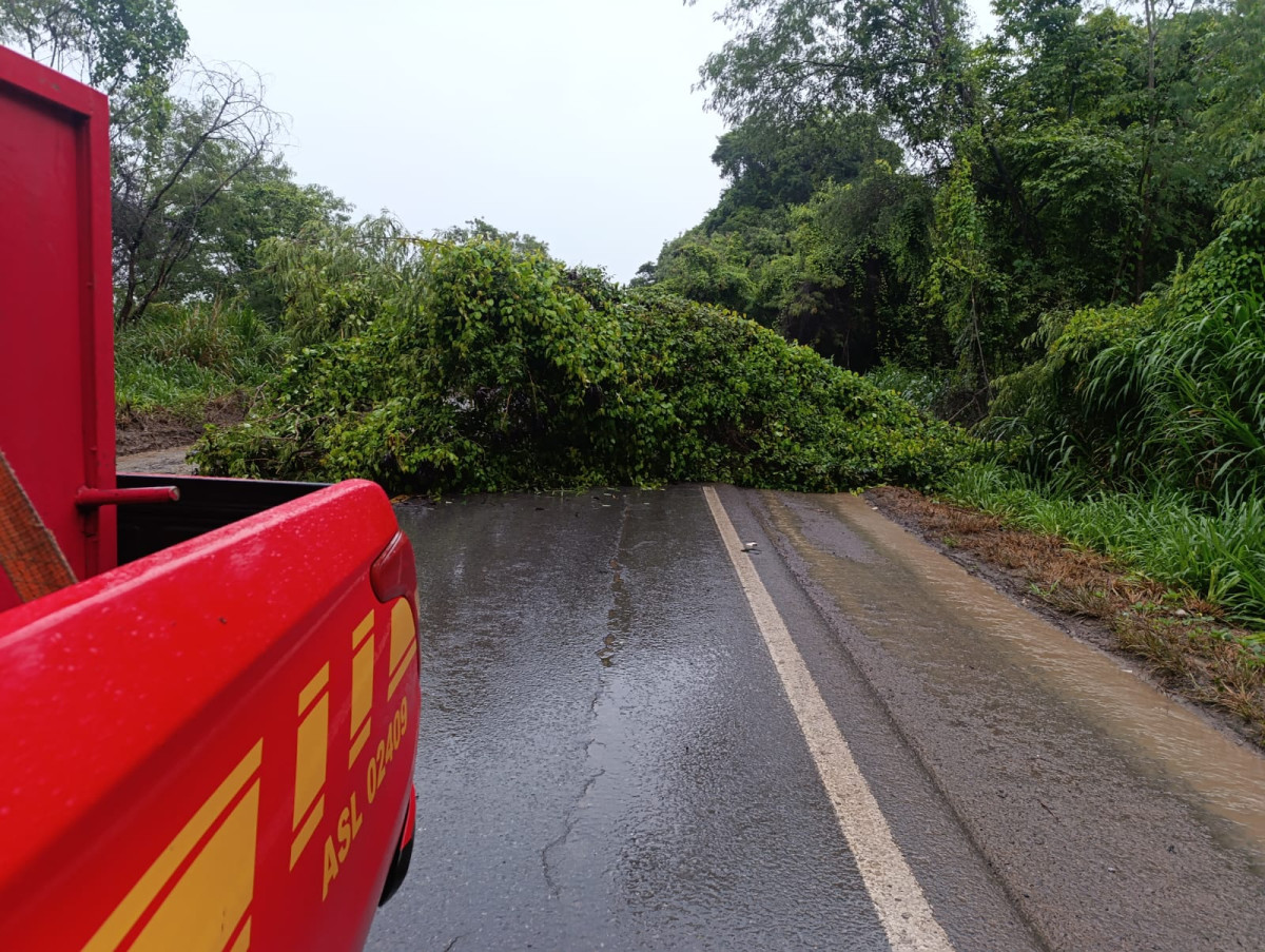 Bombeiros removem árvore que bloqueava rodovia em Arcos