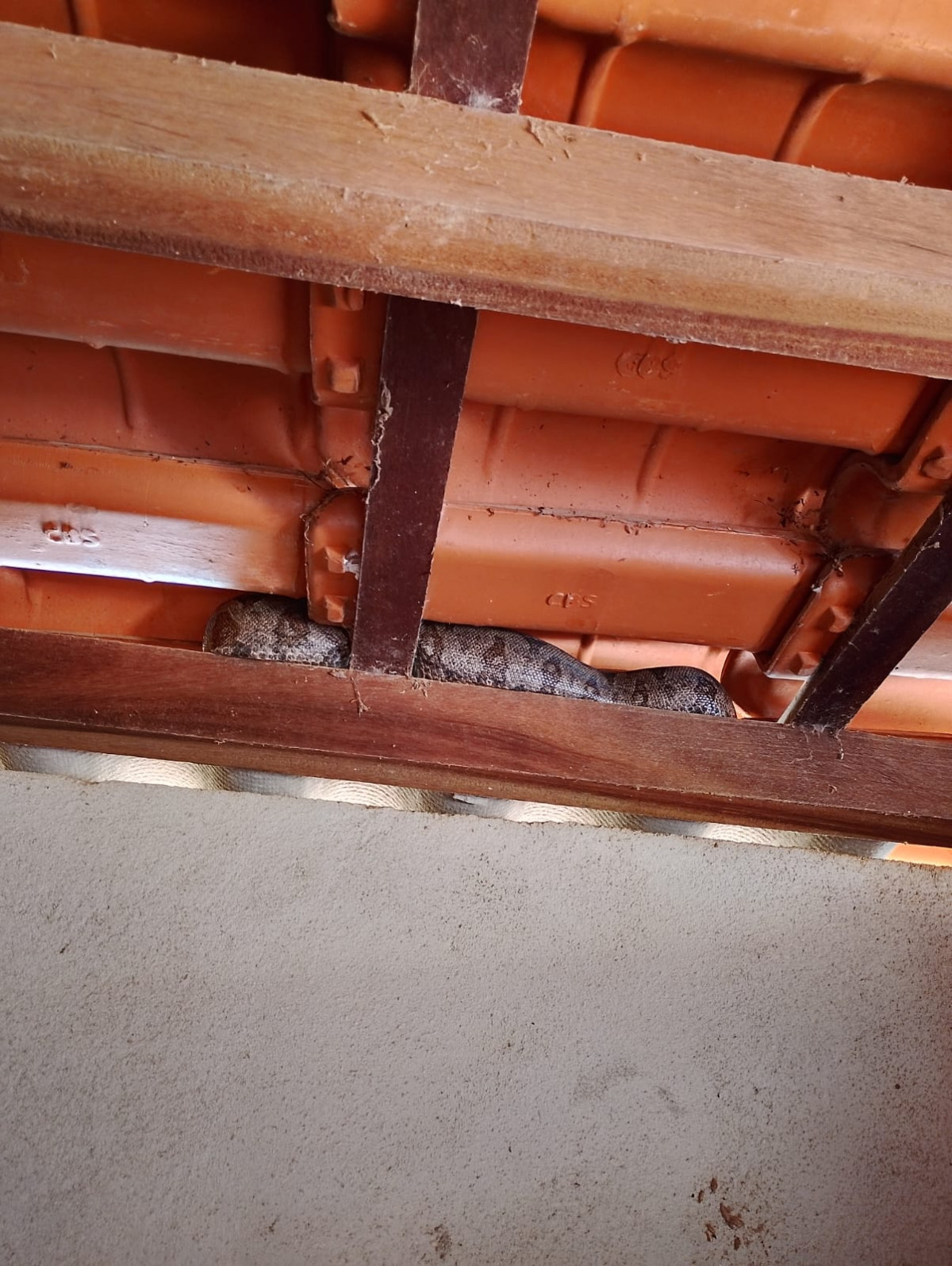 Corpo de Bombeiros captura serpente em sítio na Vargem dos Britos