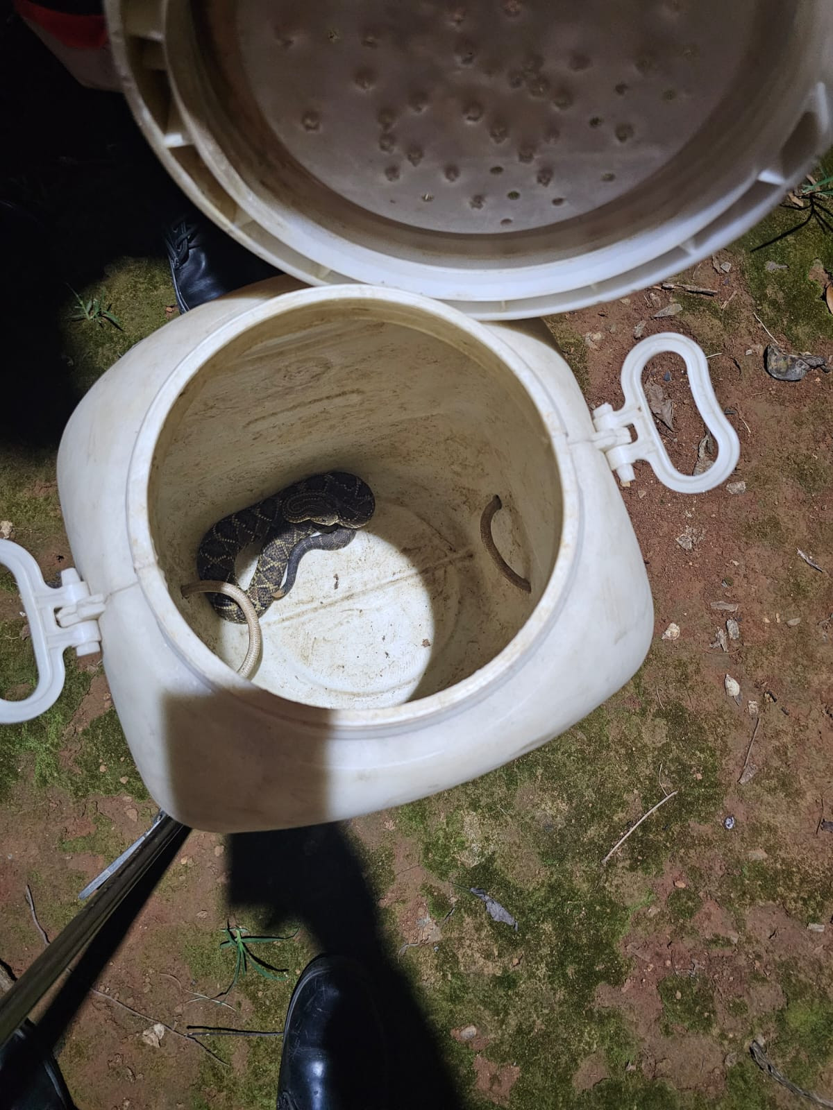 Bombeiros retiram cascavel de residência no Bairro São Judas