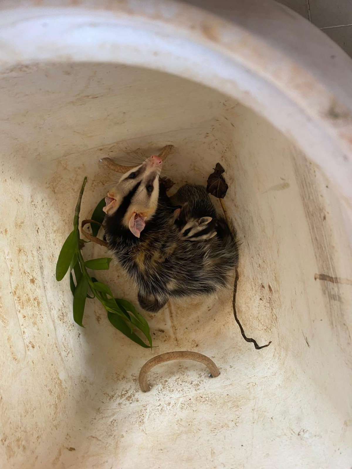 Animais silvestres são resgatados em residências de Arcos em menos de duas horas