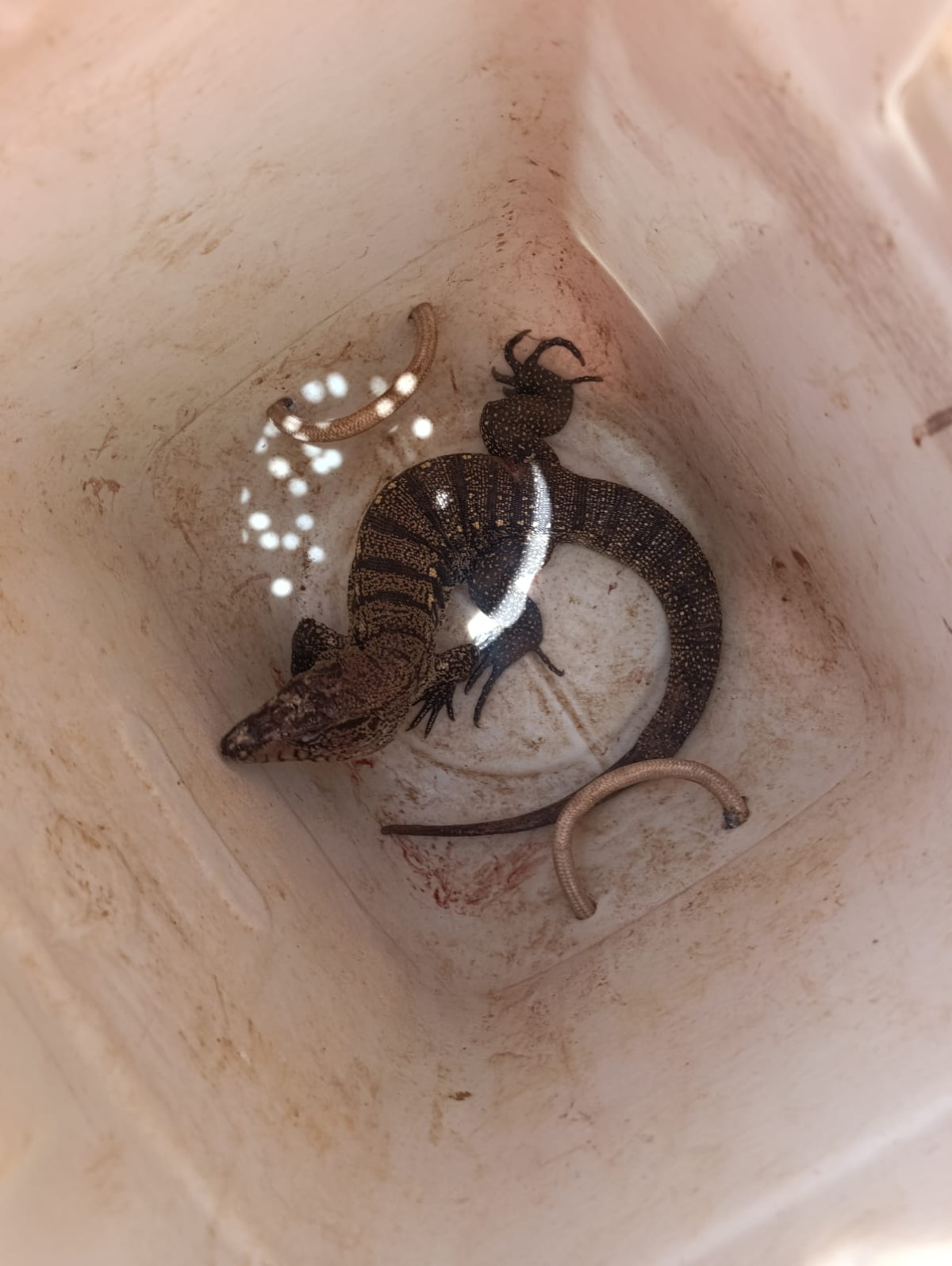 Bombeiros de Arcos atuam no resgate de animal ferido e controle de insetos em áreas urbanas