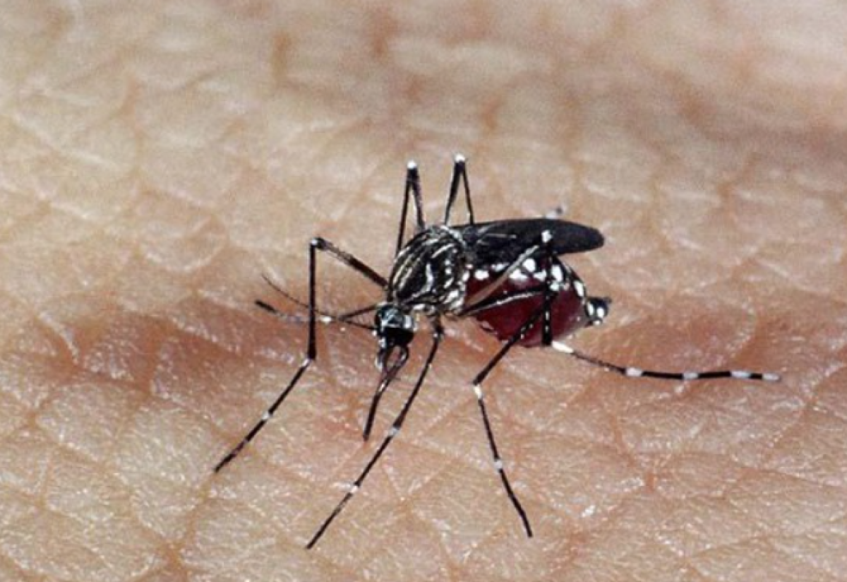 Arcos entra em estágio de alto risco para arboviroses com índice de infestação de 5,8%