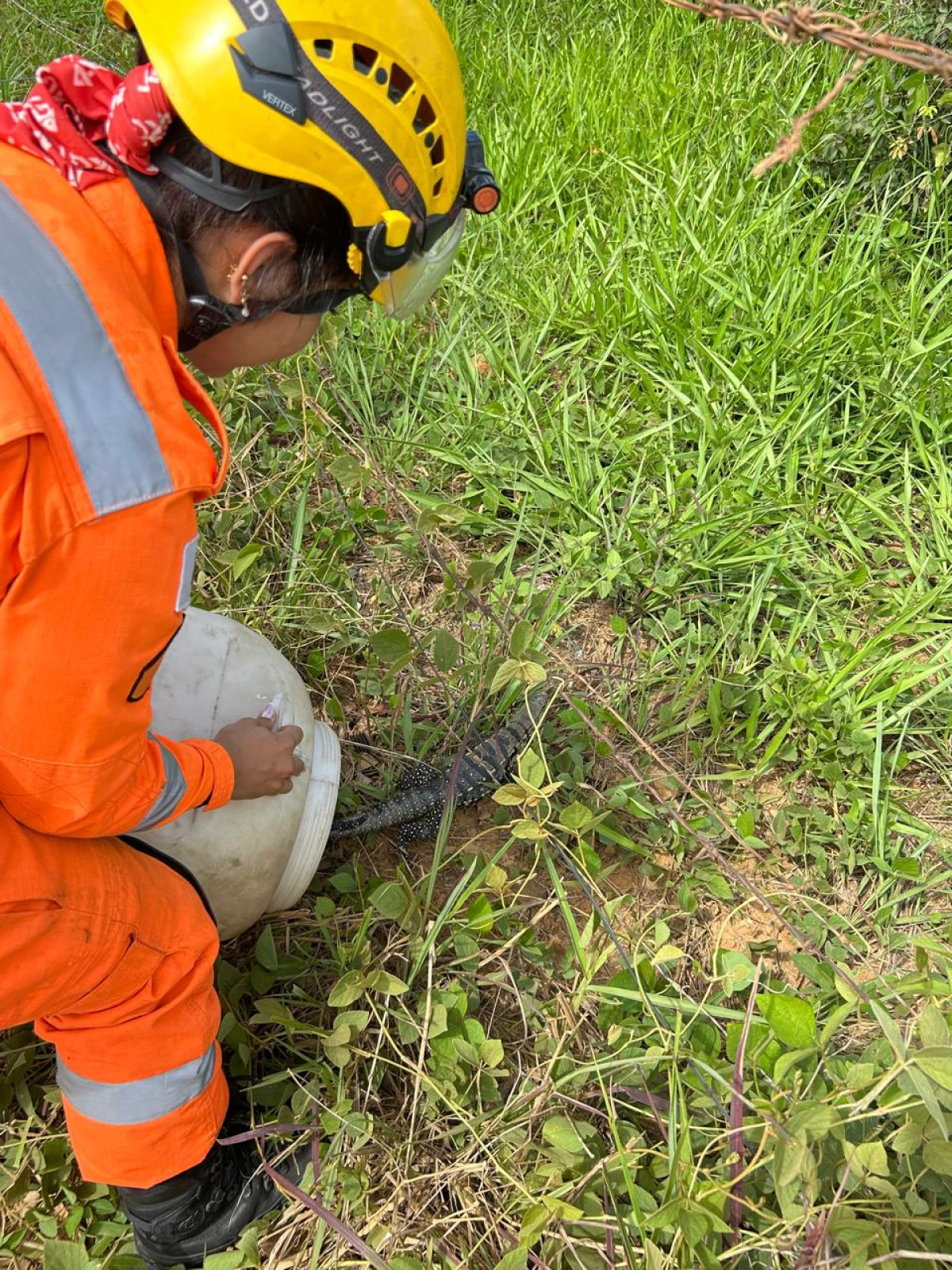 Animal silvestre é resgatado em área urbana de Arcos