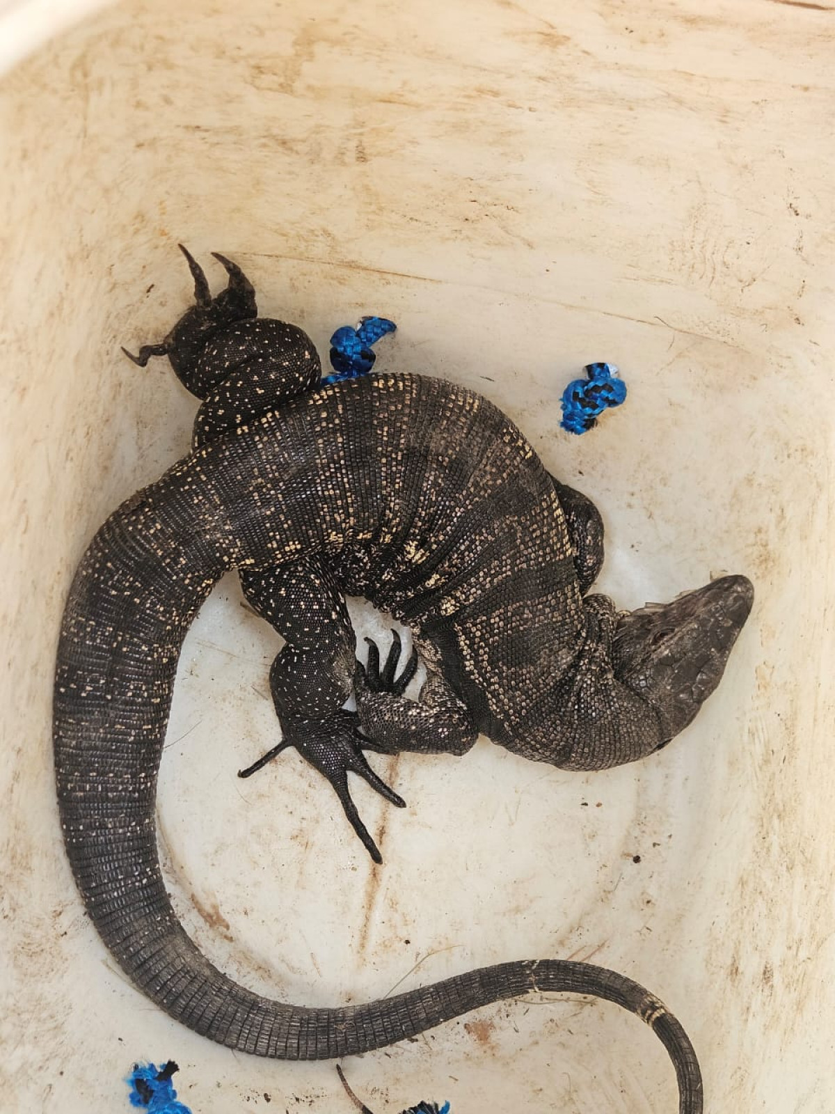 Corpo de Bombeiros atua em dois resgates de animais silvestres em Arcos