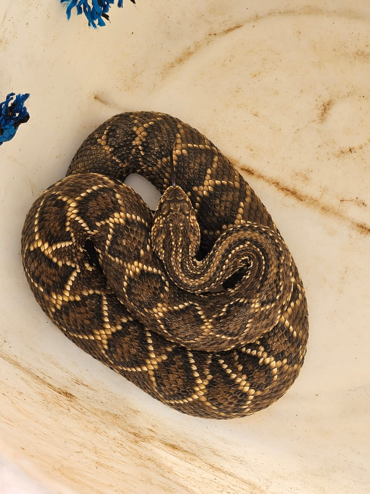 Funcionários acionam bombeiros após localizar cascavel em área de trabalho