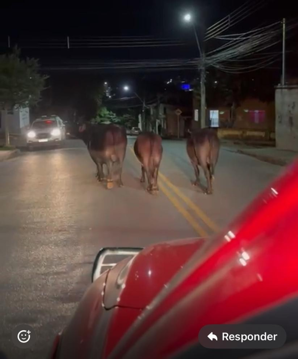 Animais de grande porte geram risco e são contidos pela equipe do CBMMG