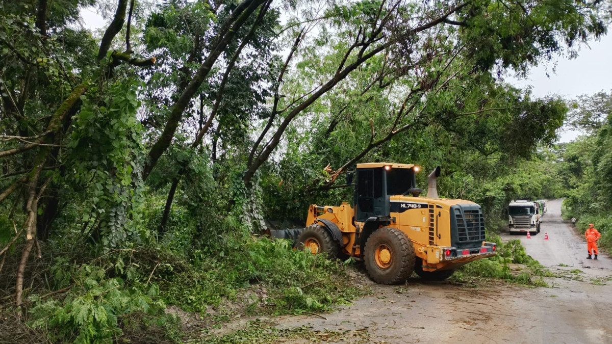 Bombeiros atuam após queda de árvore em rodovia municipal