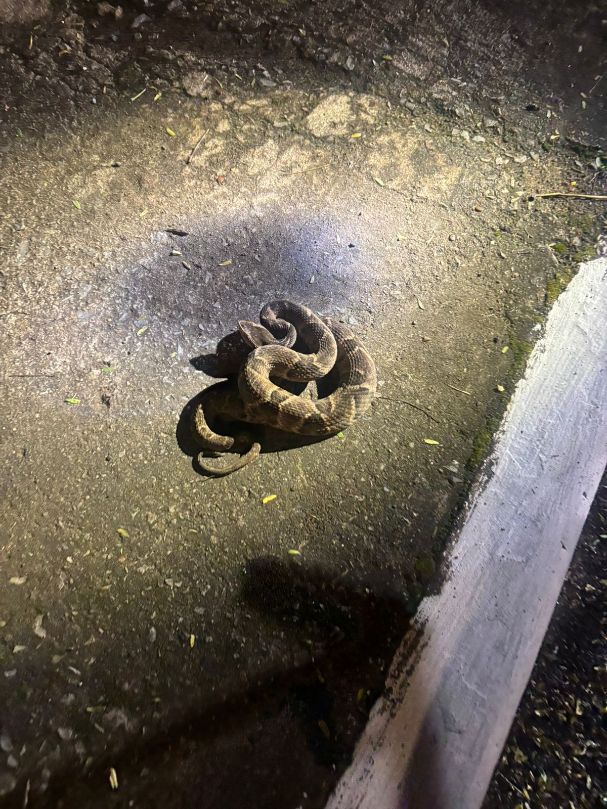 Animal peçonhento é recolhido e devolvido ao ambiente natural