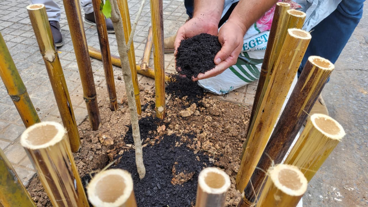 Arcos dá início ao Plano Municipal de Arborização Urbana com plantio simbólico de mudas