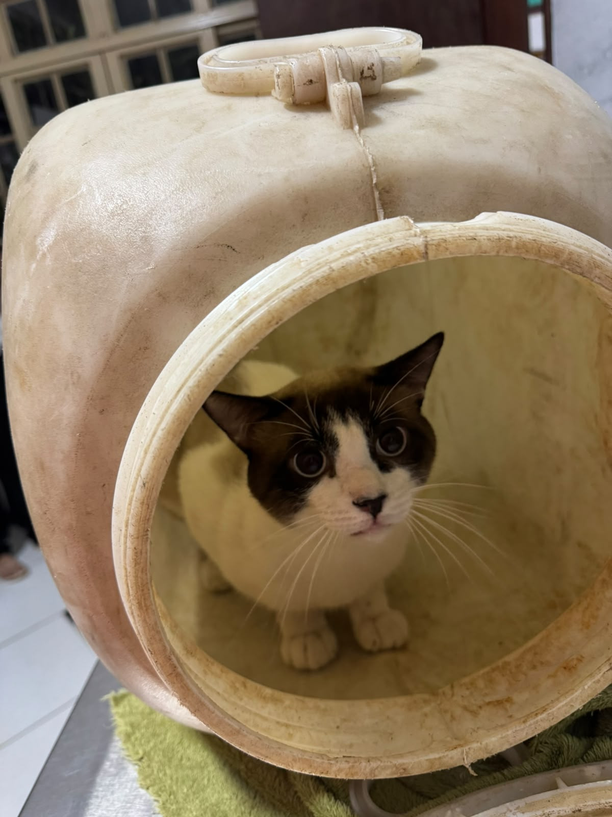 Animal em situação de risco é resgatado durante a madrugada em Arcos